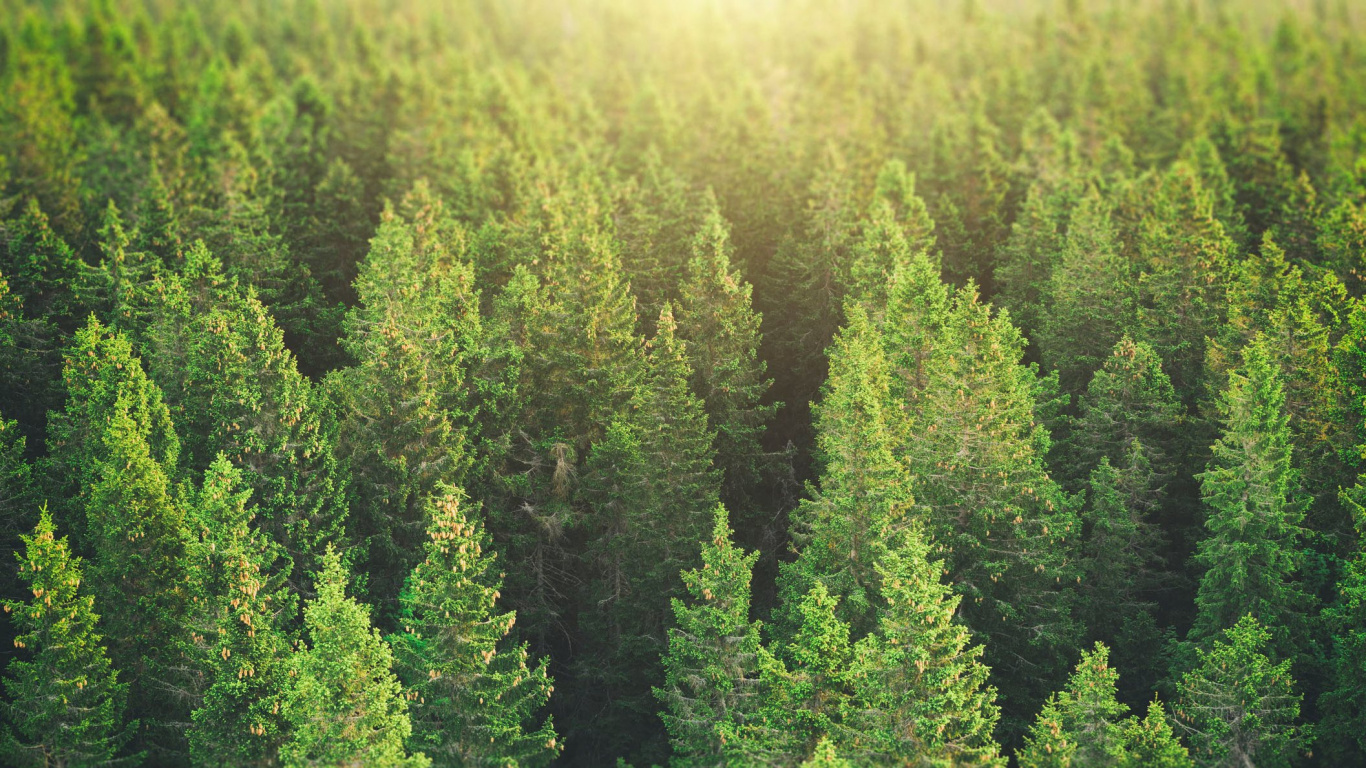 Обои дерево, лес, ель, растительность, хвойными лесами в разрешении 1366x768