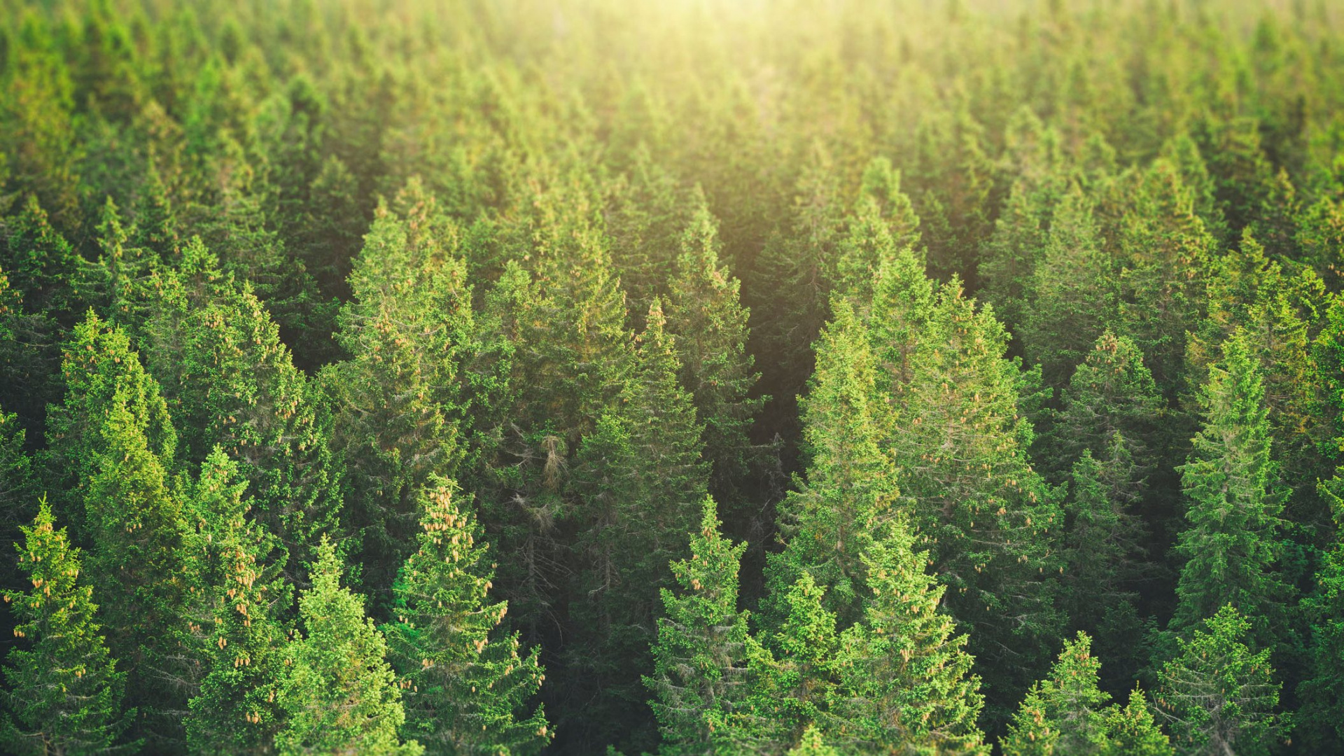 Обои дерево, лес, ель, растительность, хвойными лесами в разрешении 1920x1080
