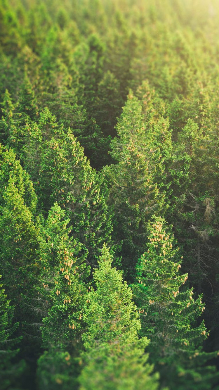 Обои дерево, лес, ель, растительность, хвойными лесами в разрешении 750x1334