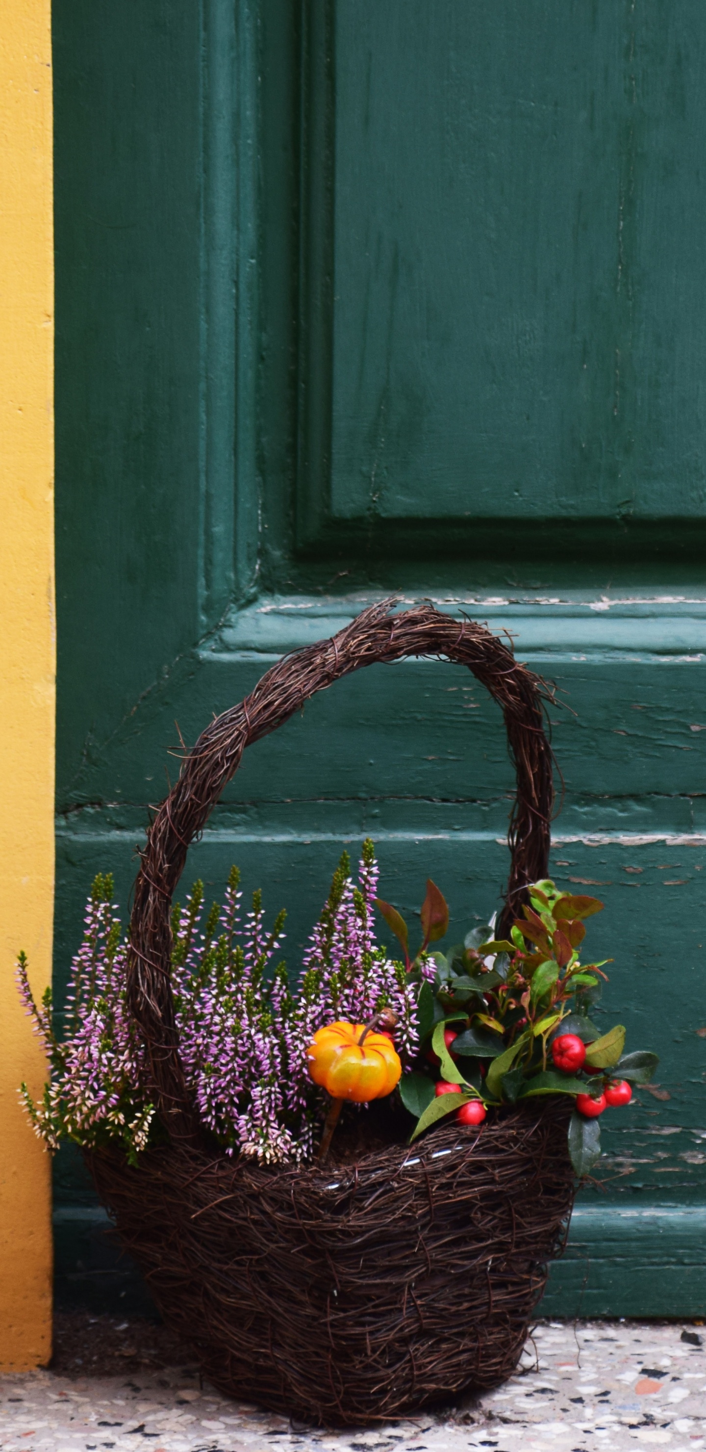 Обои дверь, зеленый, желтый, цветочный горшок, цветок в разрешении 1440x2960