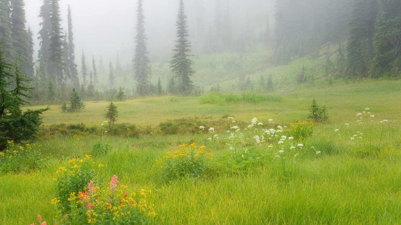 Обои луг, растительность, прерия, природный заповедник, заповедник в разрешении 1366x768