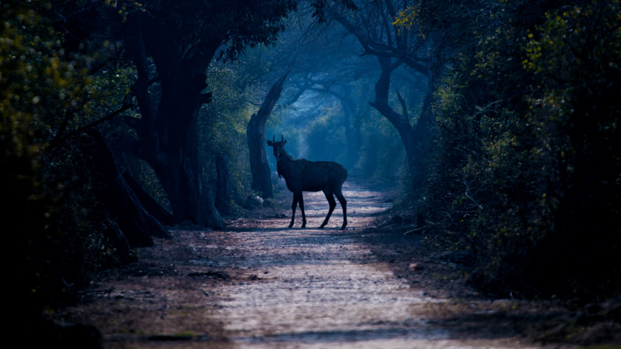 Обои дерево, природа, живая природа, темнота, свет в разрешении 1280x720