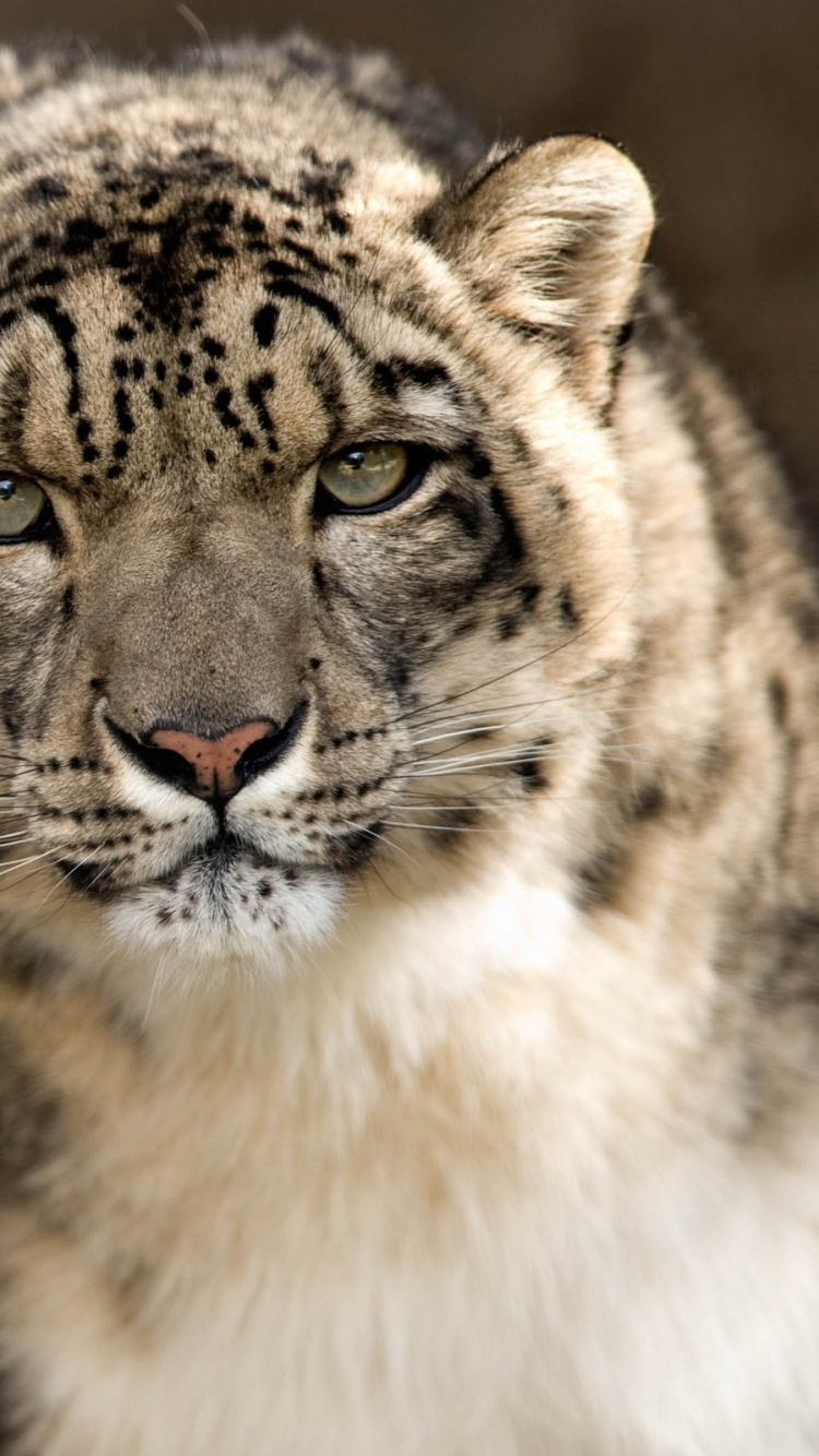 Обои тигр, снежный Барс, живая природа, наземные животные, кошачьих в разрешении 750x1334