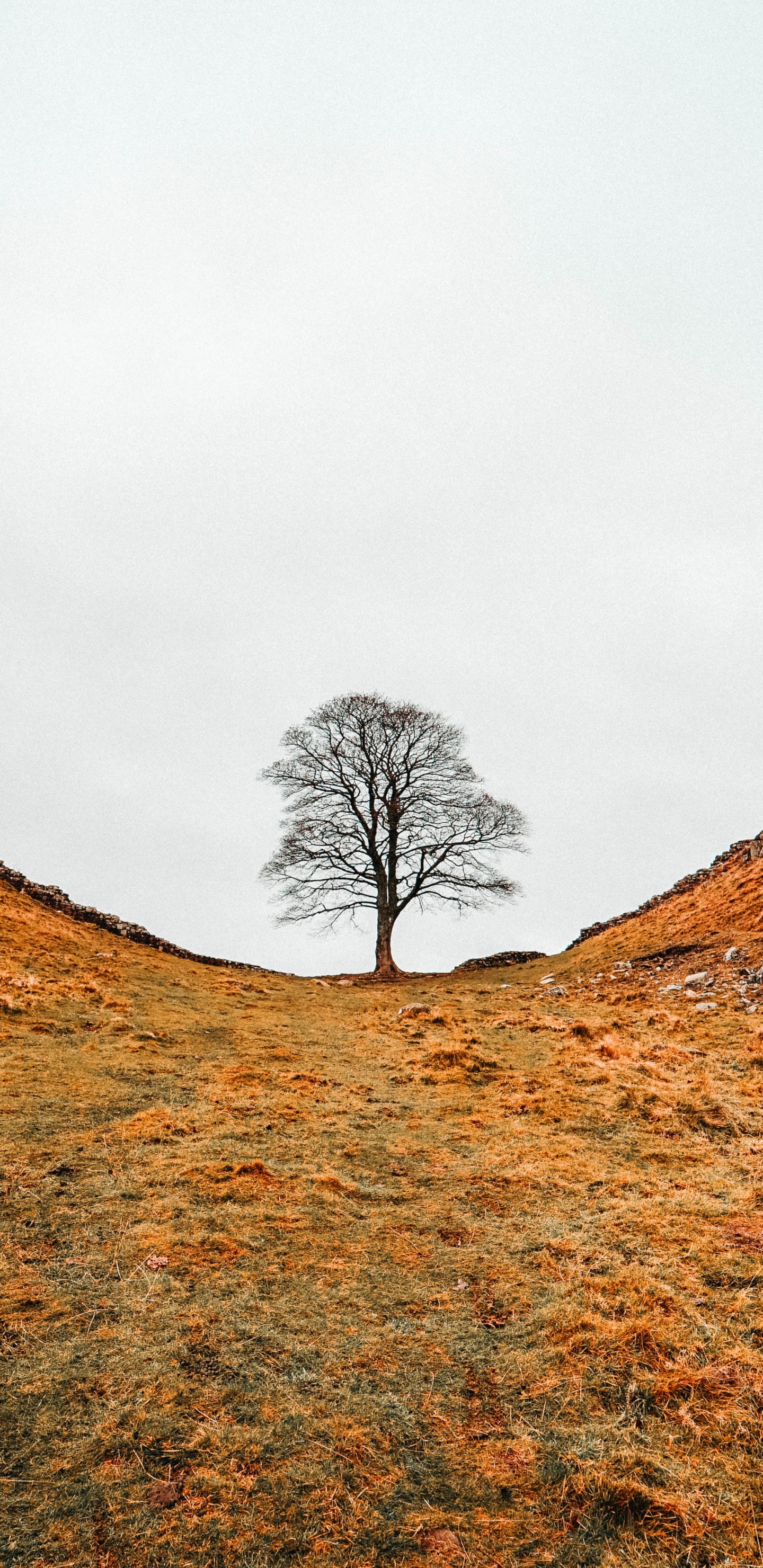 Обои холм, хребет, природный ландшафт, окружающая среда, гора в разрешении 1440x2960