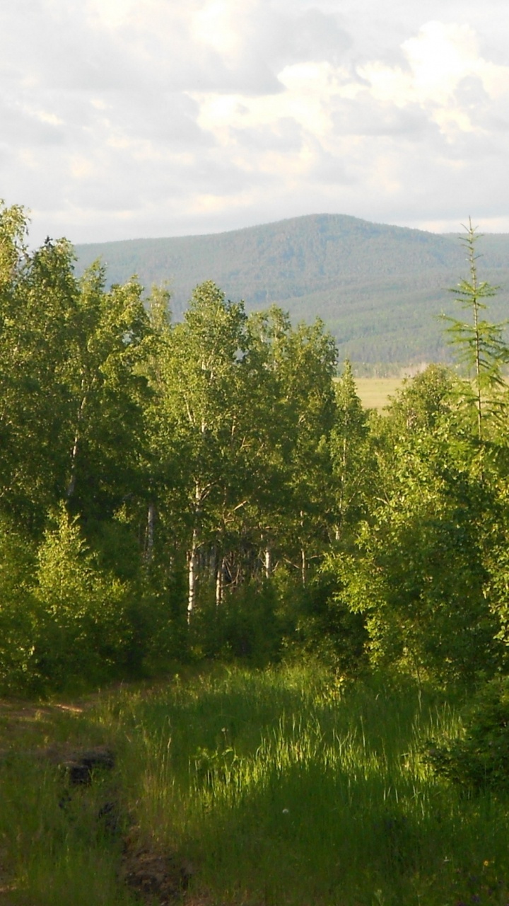 Обои растительность, хвойными лесами, растение, облако, растительное сообщество в разрешении 720x1280