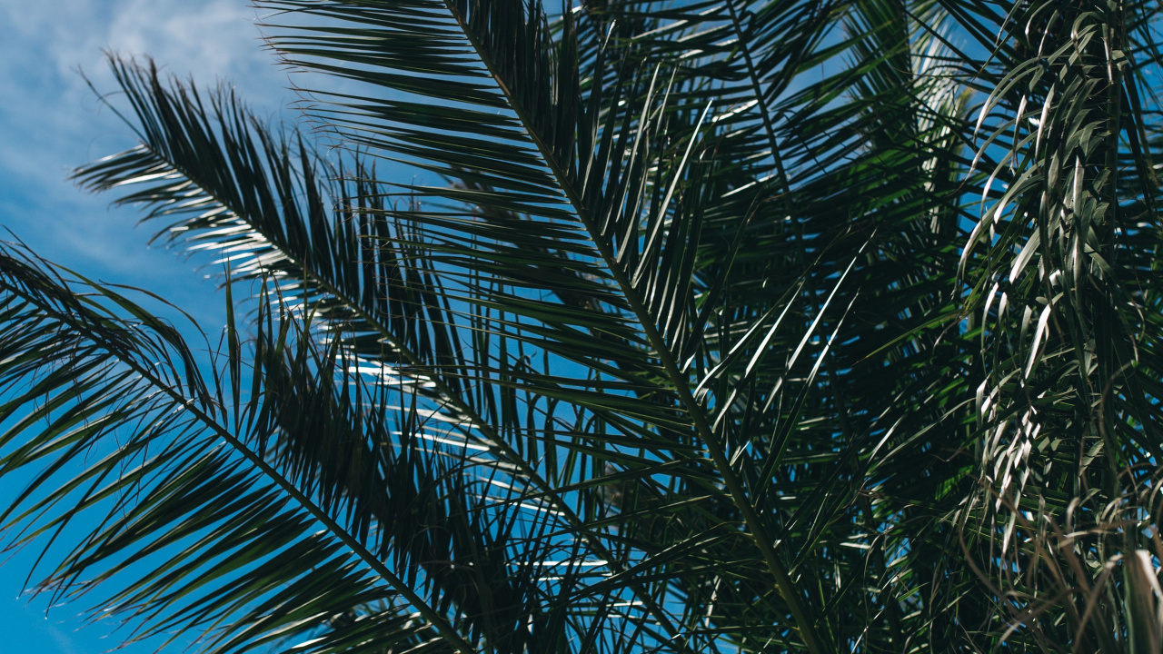 Обои пальмовые рощи, лист, ветвь, дерево, Пальма в разрешении 1280x720