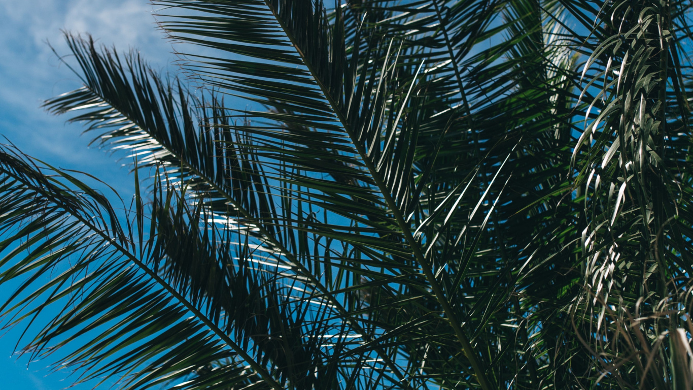 Обои пальмовые рощи, лист, ветвь, дерево, Пальма в разрешении 1366x768