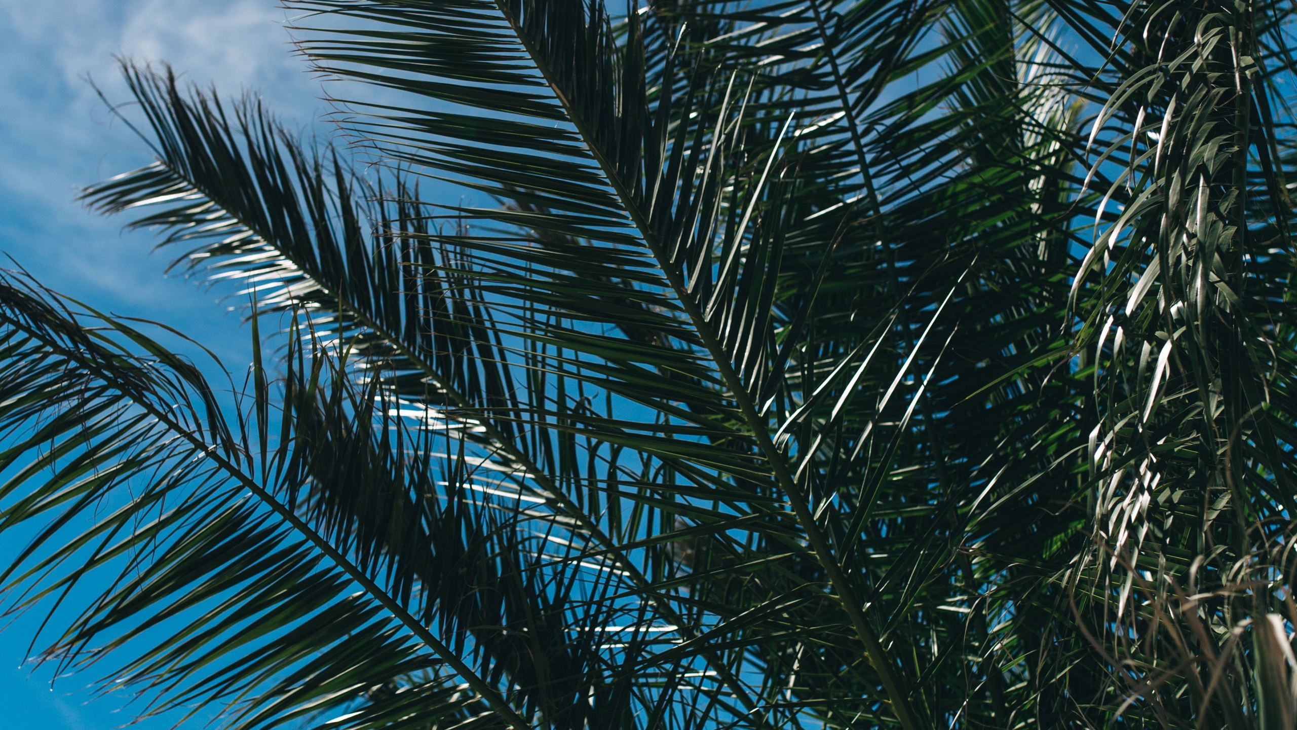 Обои пальмовые рощи, лист, ветвь, дерево, Пальма в разрешении 2560x1440