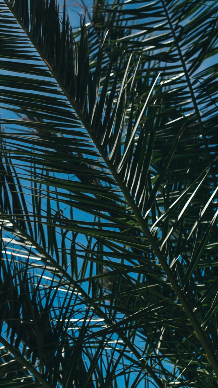 Обои пальмовые рощи, лист, ветвь, дерево, Пальма в разрешении 750x1334