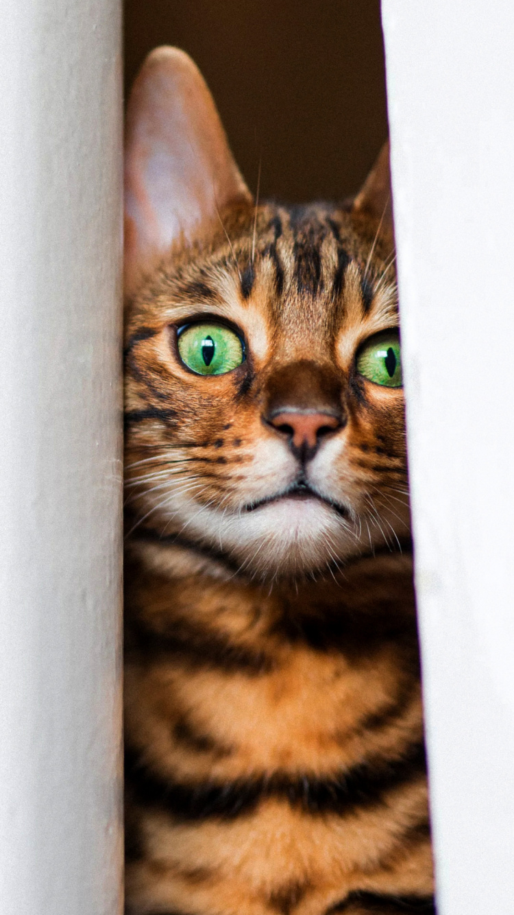 Обои бакенбарды, бенгальская кошка, калифорнийская сияющая кошка, кот, кошачьих в разрешении 750x1334