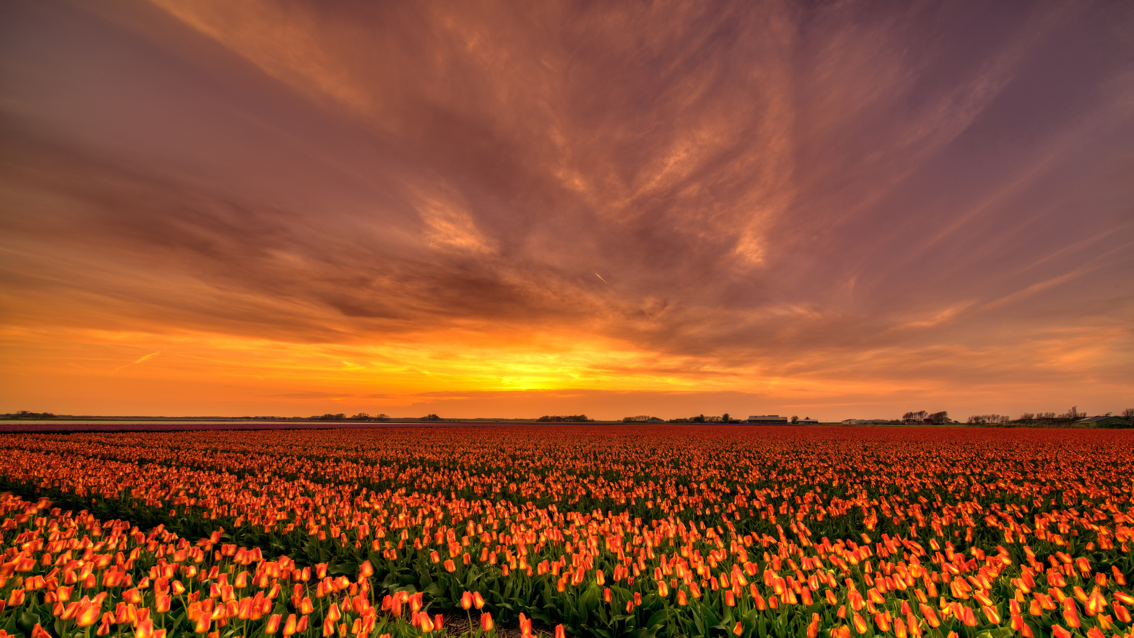 Обои тюльпаны, цветок, вечер, поле, урожай в разрешении 3840x2160