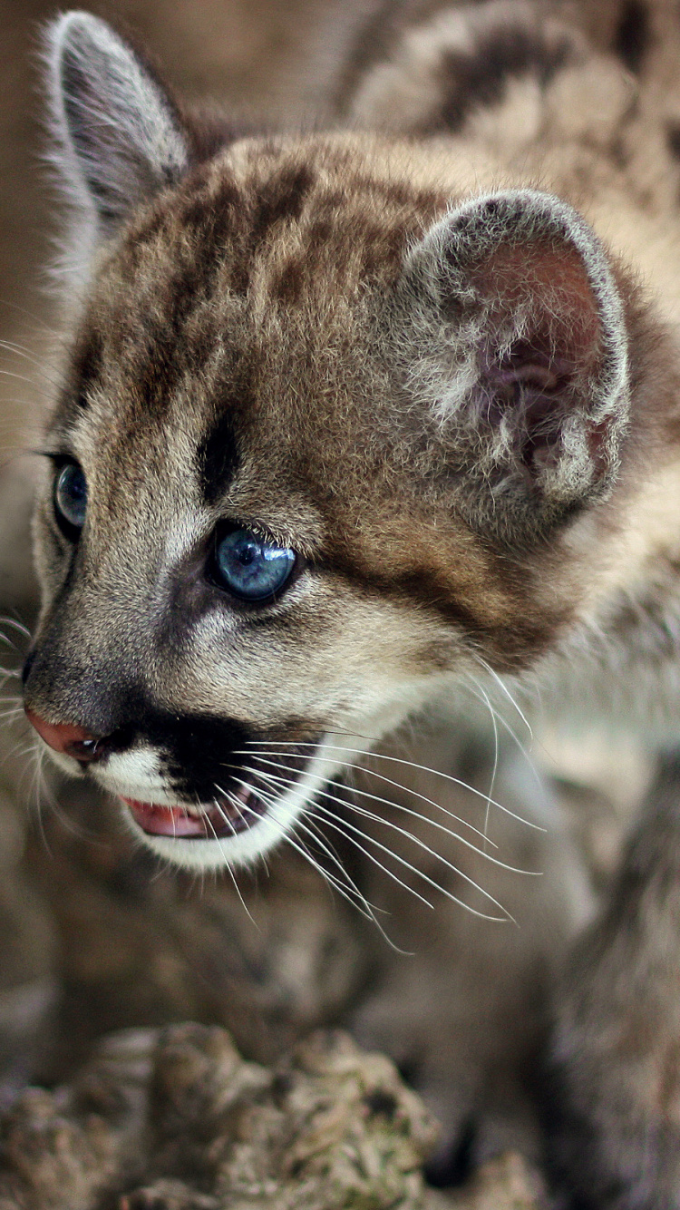 Обои кот, Лев, большая кошка, наземные животные, живая природа в разрешении 750x1334