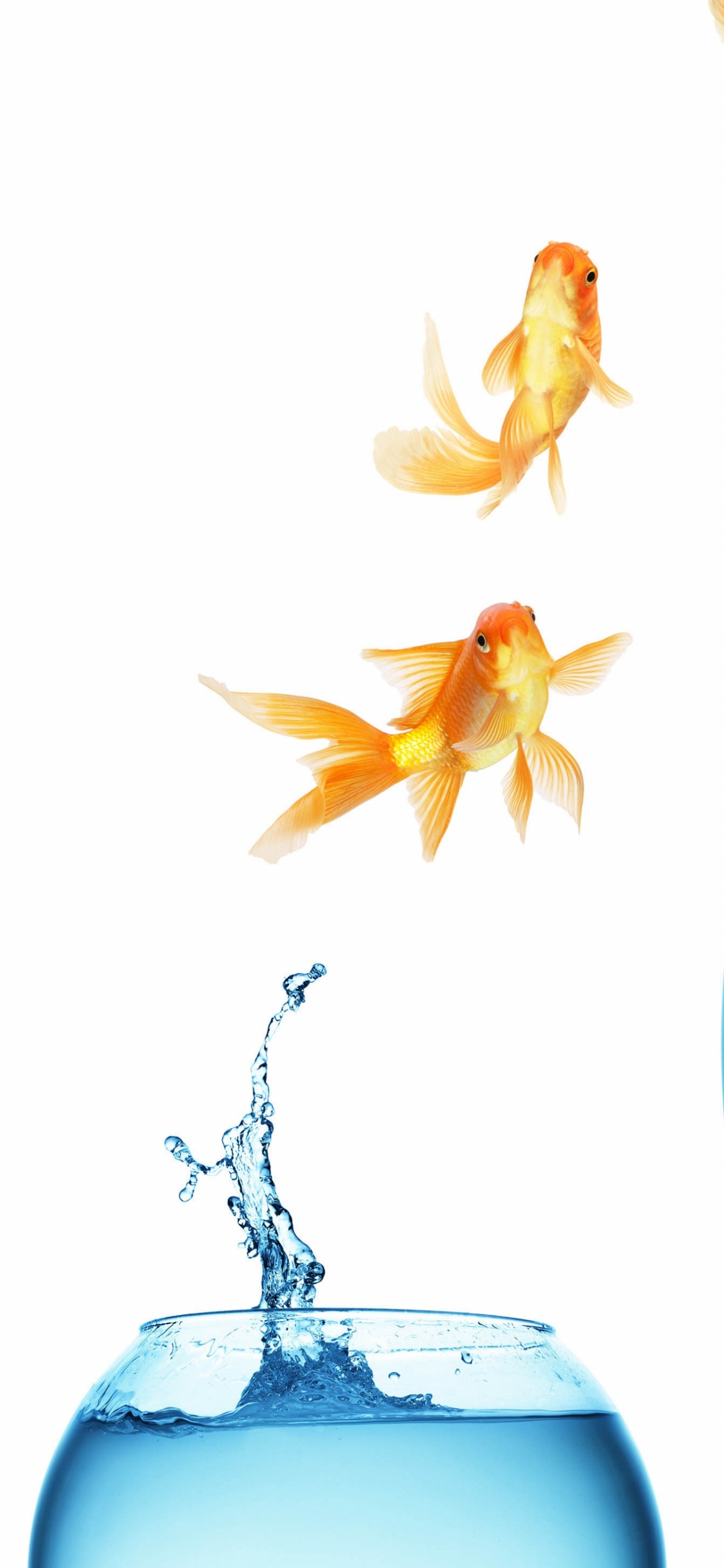 Обои вода, Золотая рыбка, рыбка, небо, воды в разрешении 1242x2688