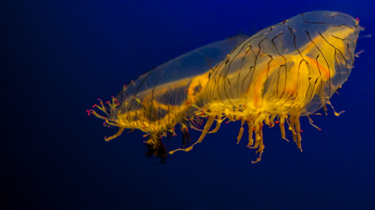 Обои nokia 8 акции, Нокиа 8, Nokia, смартфон, андроид в разрешении 1280x720