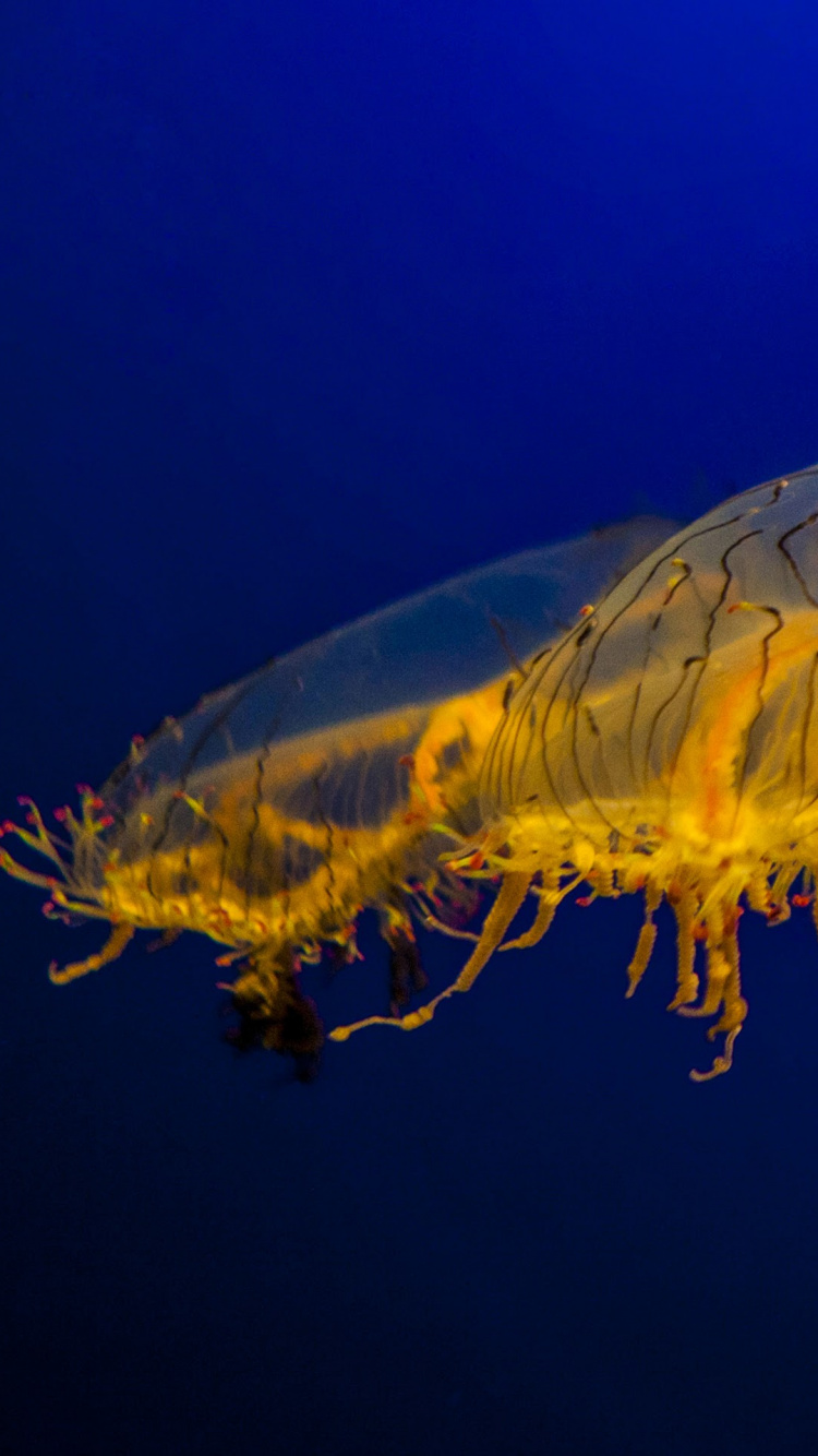 Обои nokia 8 акции, Нокиа 8, Nokia, смартфон, андроид в разрешении 750x1334