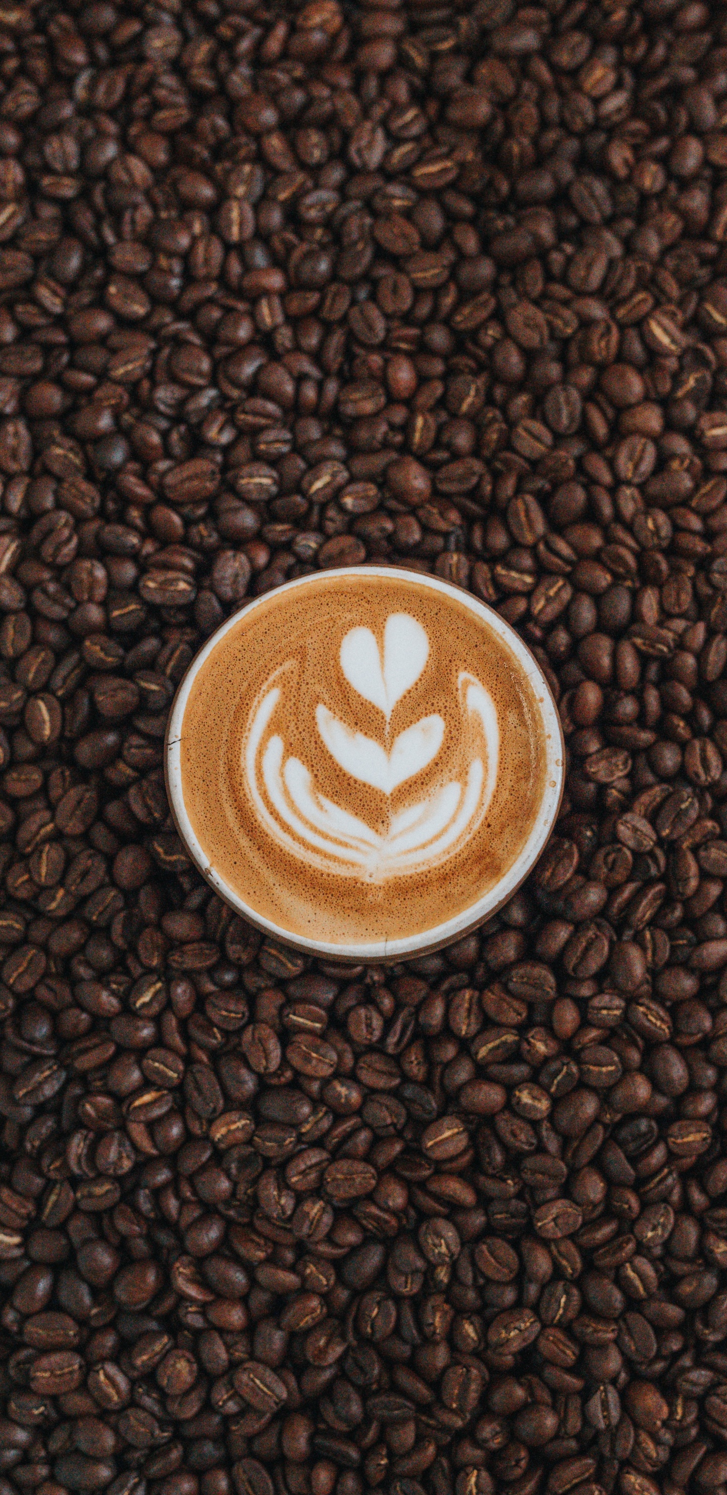 Обои Java кофе, Кона кофе, белый кофе, кофе, коричневый цвет в разрешении 1440x2960