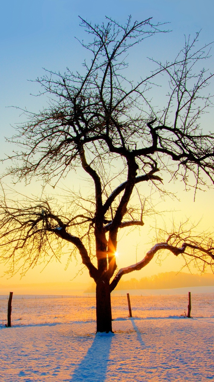 Обои зима, дерево, ветвь, горизонт, замораживание в разрешении 720x1280