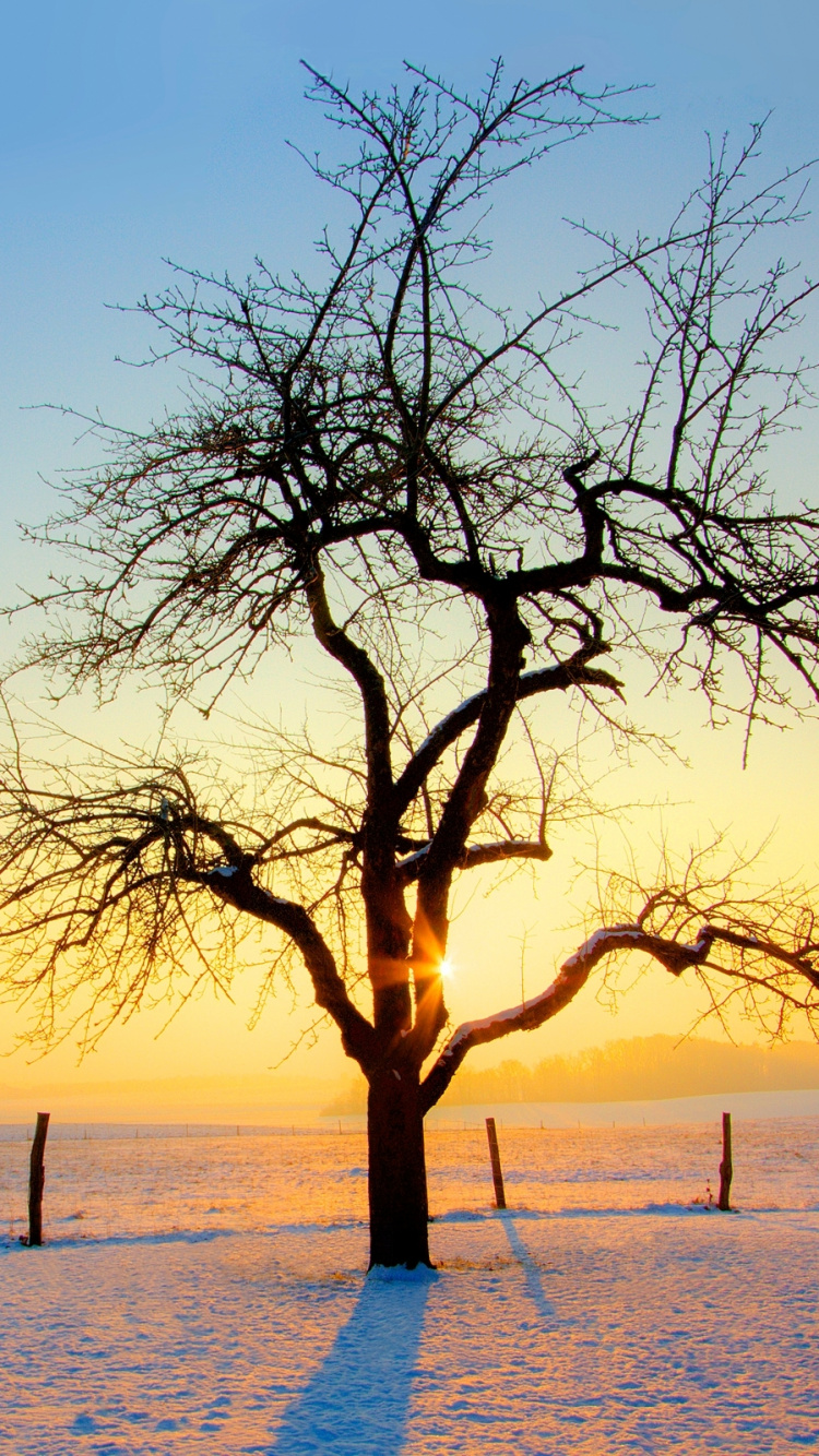 Обои зима, дерево, ветвь, горизонт, замораживание в разрешении 750x1334