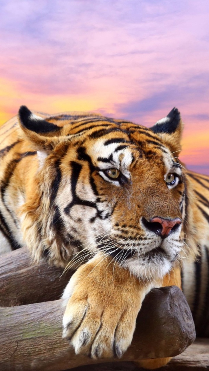 Обои большая кошка, тигр, живая природа, бенгальский тигр, Амурский тигр в разрешении 720x1280