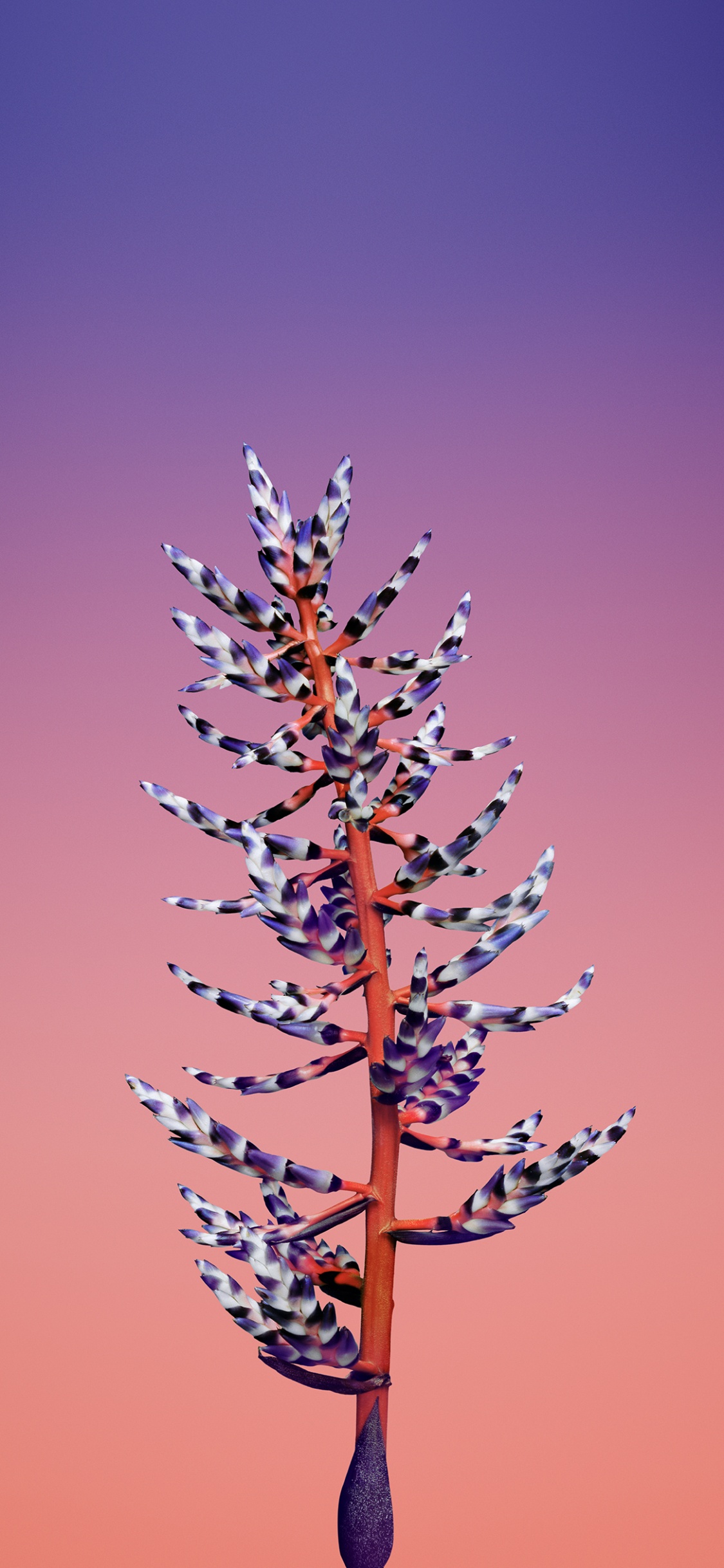 Обои iOS 11, apple, ios, розовый, ветвь в разрешении 1125x2436