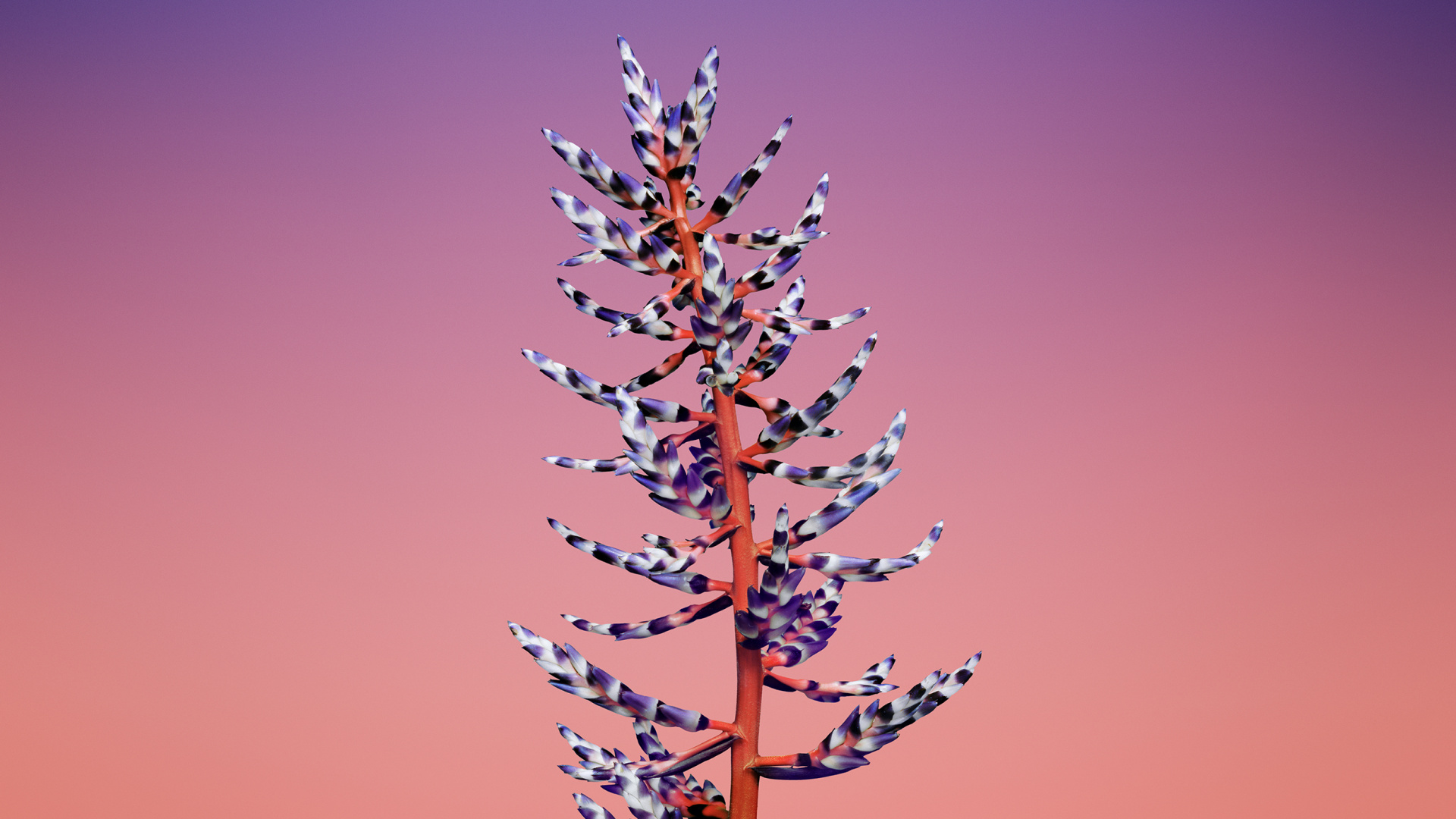 Обои iOS 11, apple, ios, розовый, ветвь в разрешении 1920x1080