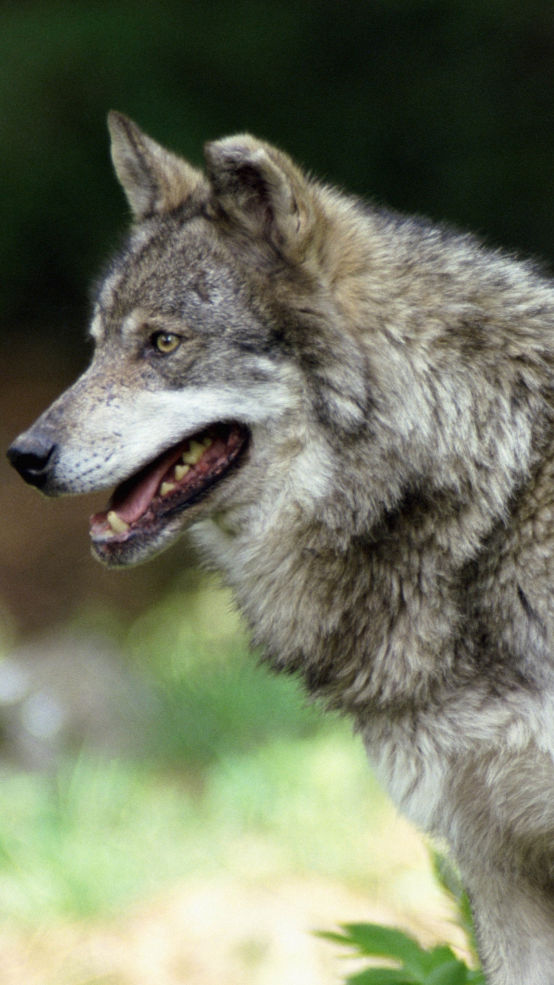Обои волк, Псовые, живая природа, мимика, волчьей собаки сарлоса в разрешении 1080x1920