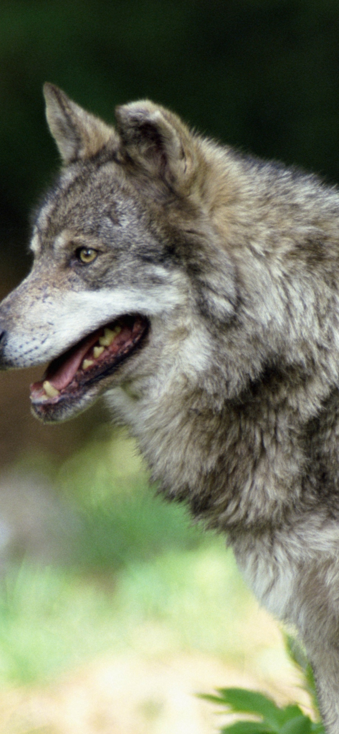 Обои волк, Псовые, живая природа, мимика, волчьей собаки сарлоса в разрешении 1125x2436