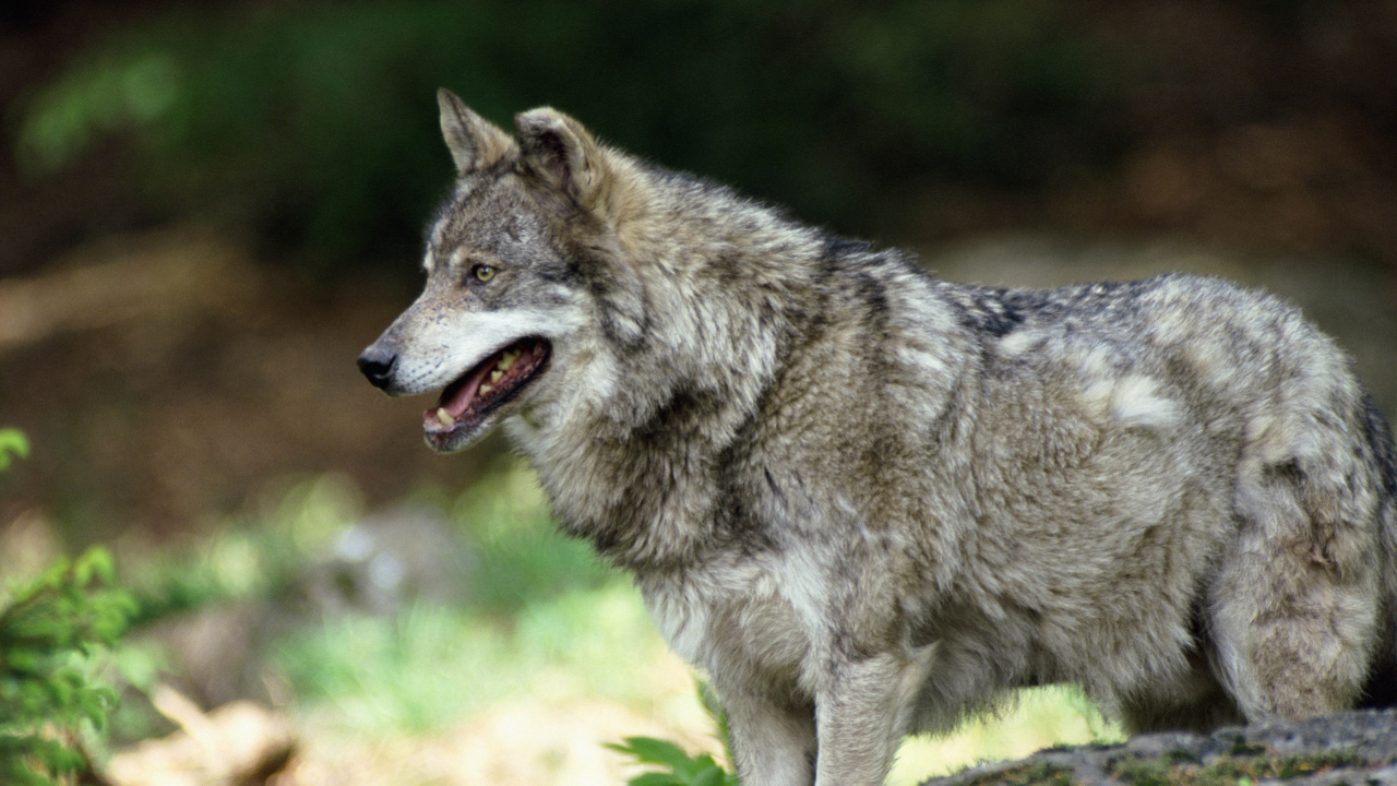 Обои волк, Псовые, живая природа, мимика, волчьей собаки сарлоса в разрешении 1280x720
