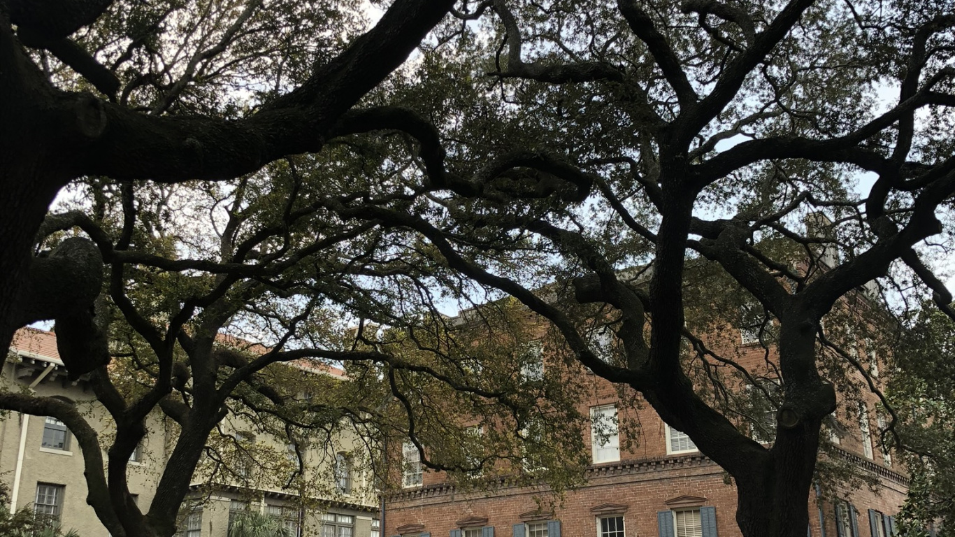 Обои дерево, ветвь, соседство, Король, здание в разрешении 1366x768