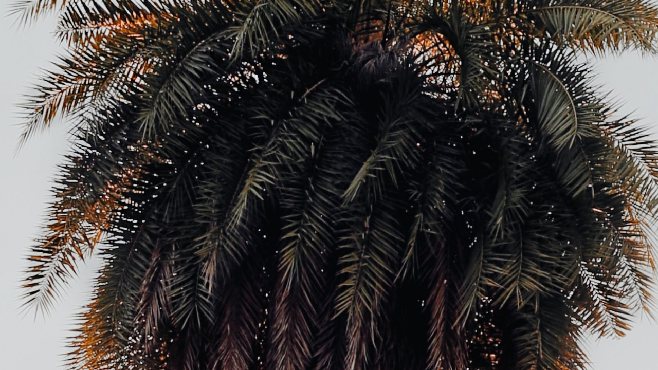 Обои ладонь, наземное растение, дерево, Пальма, attalea специоза в разрешении 1280x720