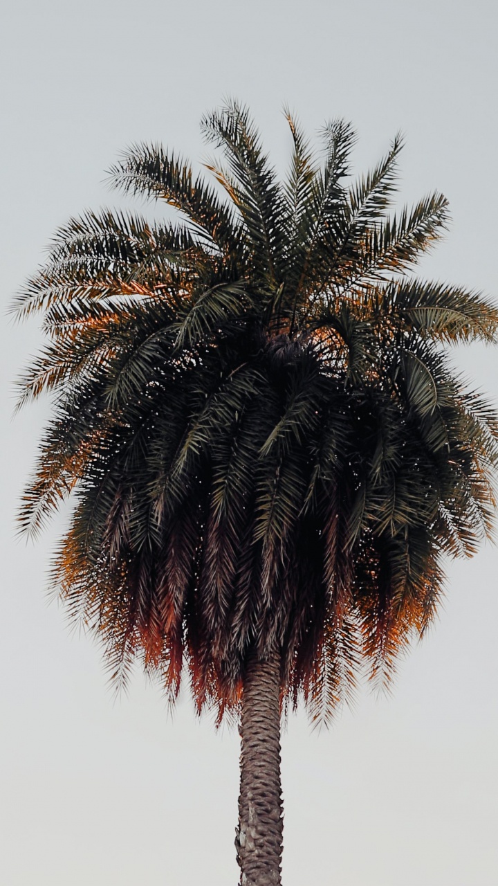 Обои ладонь, наземное растение, дерево, Пальма, attalea специоза в разрешении 720x1280