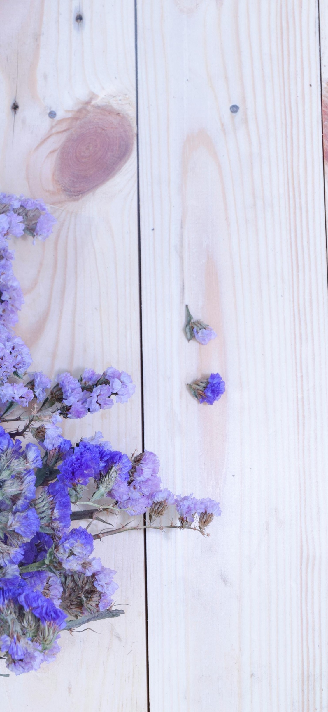 Обои царствование Брейшоу, цветок, лаванда, Астра, таблица в разрешении 1125x2436