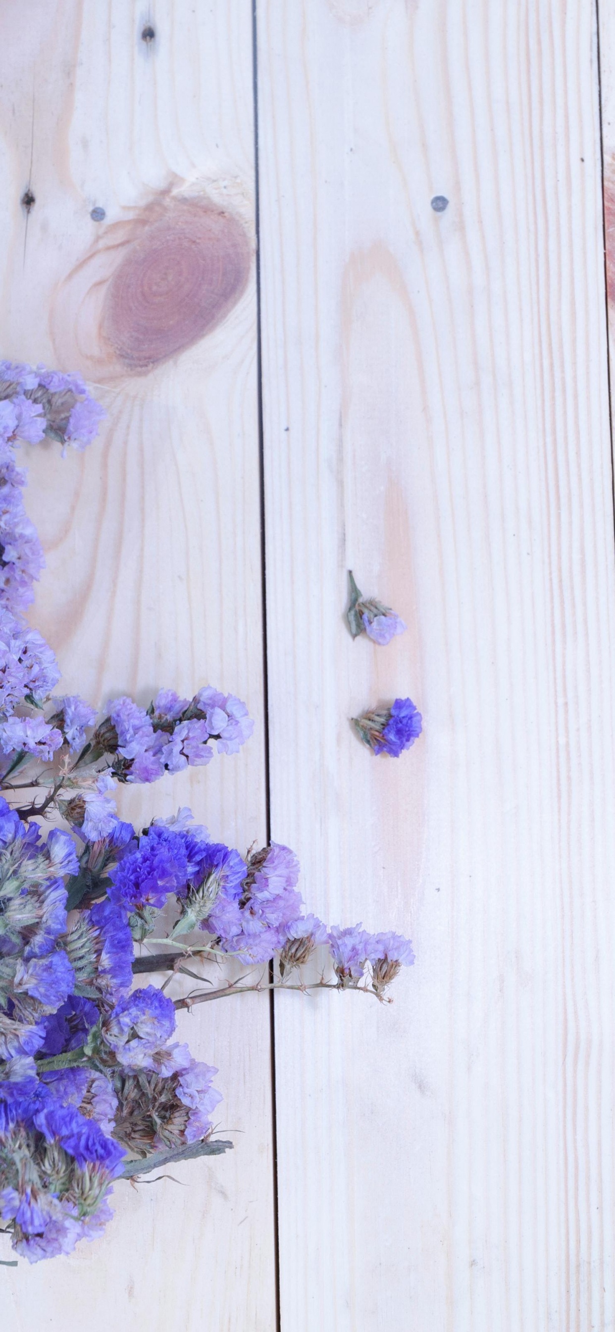 Обои царствование Брейшоу, цветок, лаванда, Астра, таблица в разрешении 1242x2688