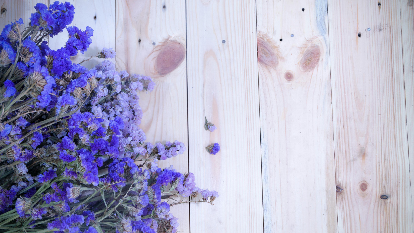 Обои царствование Брейшоу, цветок, лаванда, Астра, таблица в разрешении 1366x768