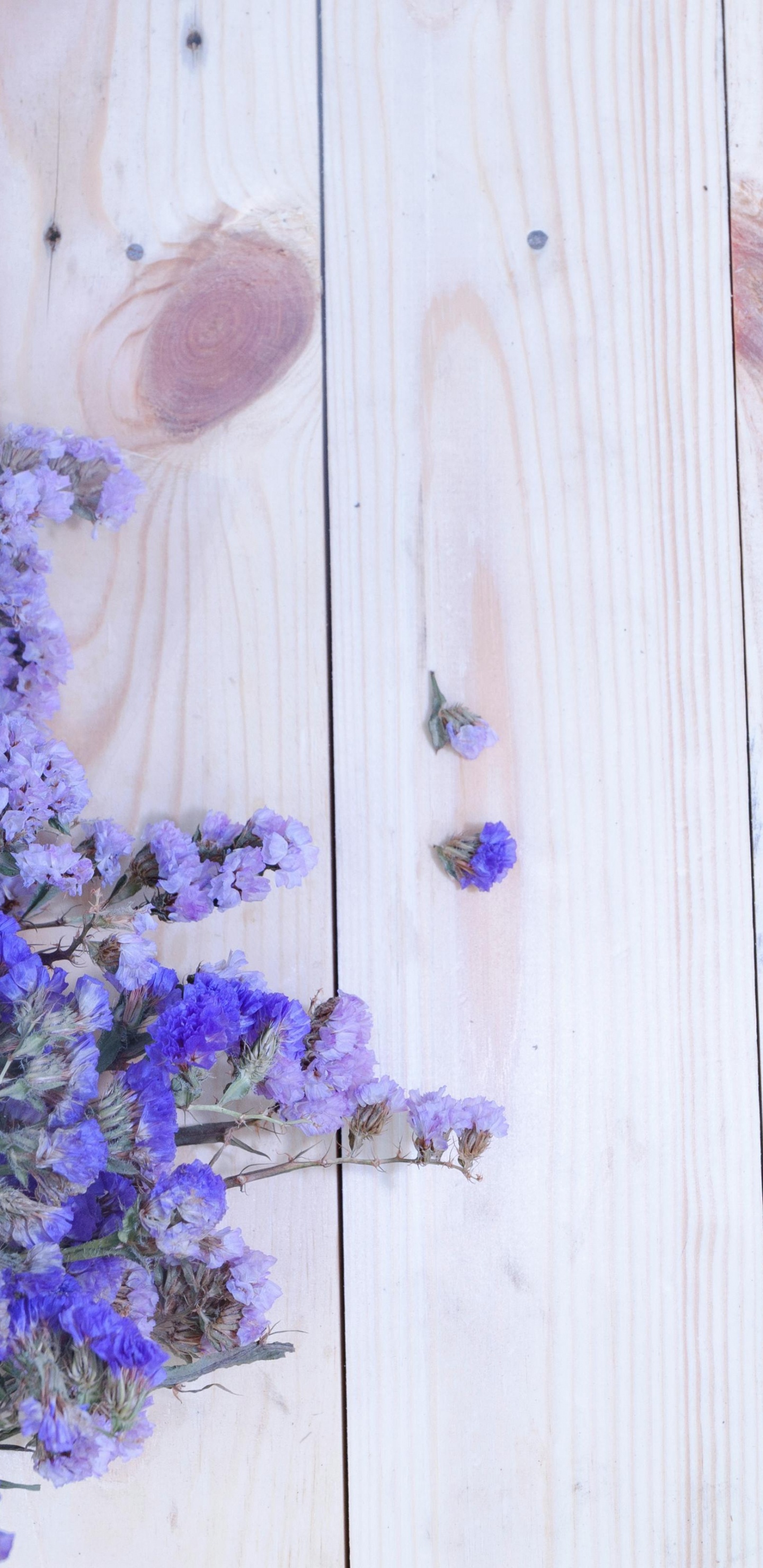 Обои царствование Брейшоу, цветок, лаванда, Астра, таблица в разрешении 1440x2960