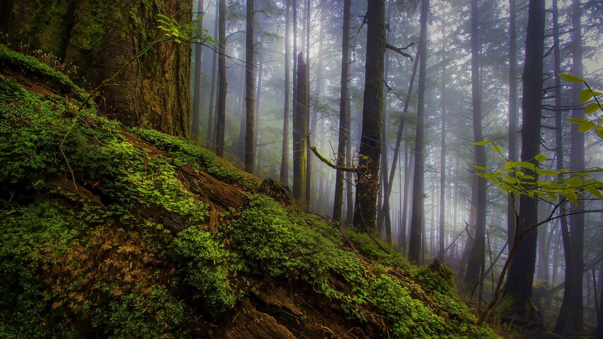 Обои лес, дерево, природа, лесистая местность, растительность в разрешении 1920x1080