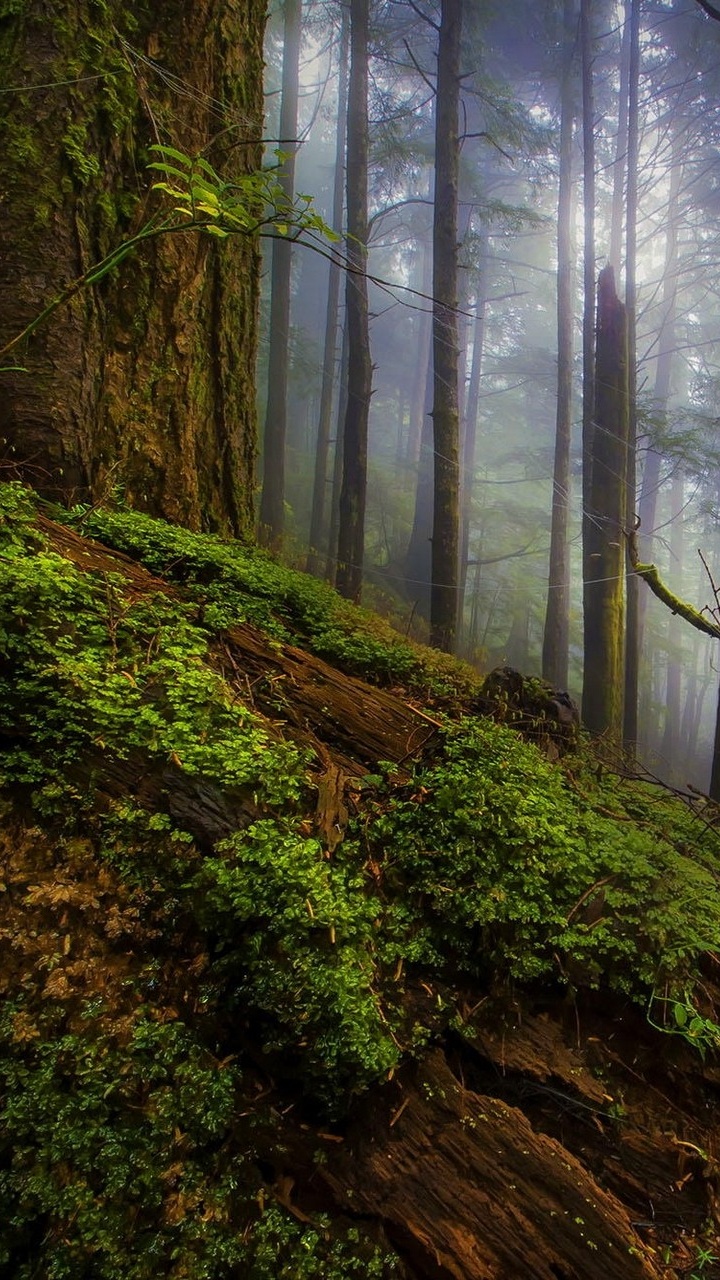 Обои лес, дерево, природа, лесистая местность, растительность в разрешении 720x1280