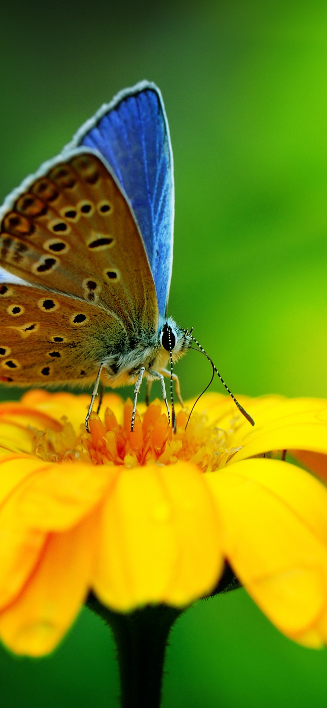 Обои насекомое, цветок, желтый, мотыльки и бабочки, бабочка в разрешении 1125x2436
