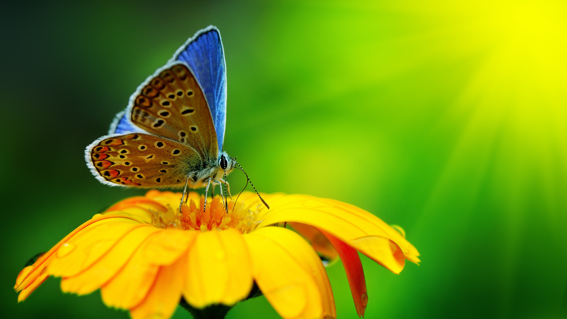 Обои насекомое, цветок, желтый, мотыльки и бабочки, бабочка в разрешении 1920x1080