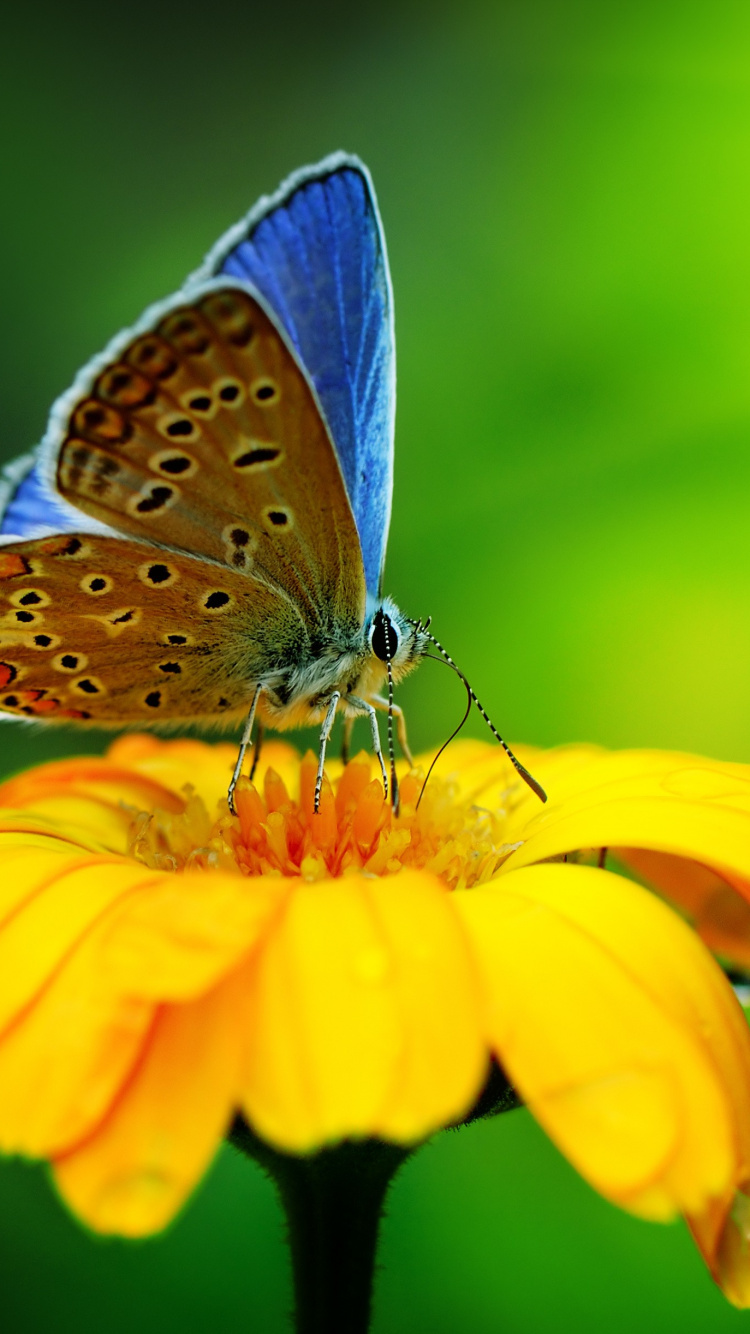 Обои насекомое, цветок, желтый, мотыльки и бабочки, бабочка в разрешении 750x1334