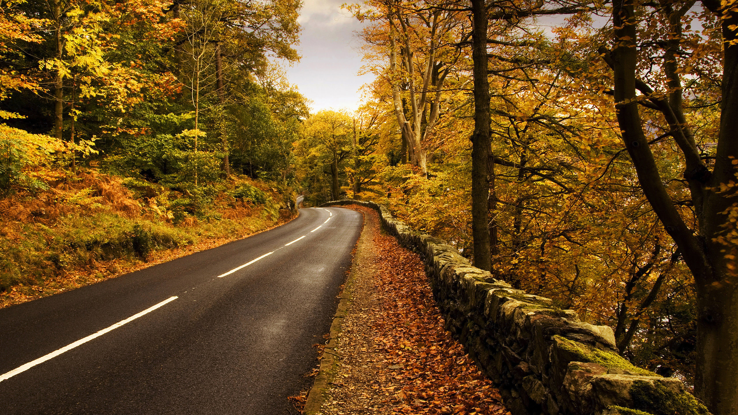 Обои осень, дорога, дерево, природа, лист в разрешении 2560x1440