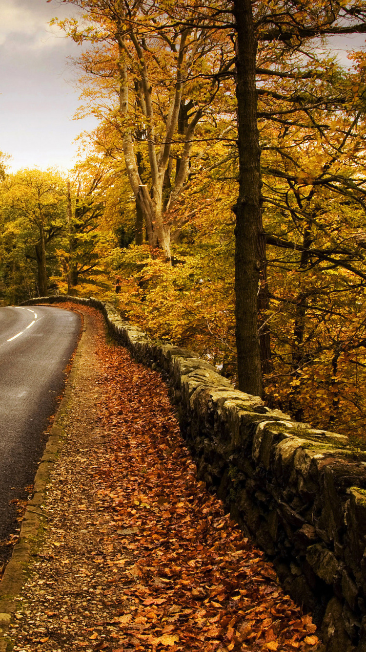 Обои осень, дорога, дерево, природа, лист в разрешении 750x1334