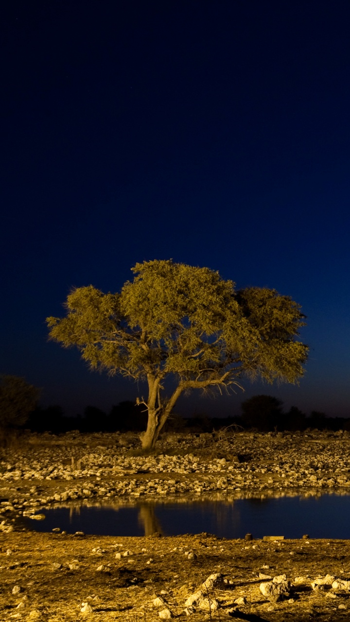 Обои национальный парк этоша, природа, дерево, атмосфера, сенокосное угодье в разрешении 720x1280