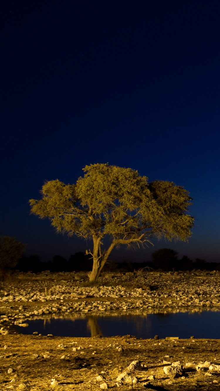 Обои национальный парк этоша, природа, дерево, атмосфера, сенокосное угодье в разрешении 750x1334