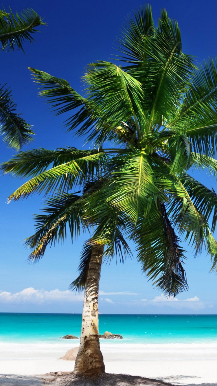 Обои пальмовые рощи, дерево, тропическая зона, Пальма, Карибский бассейн в разрешении 750x1334