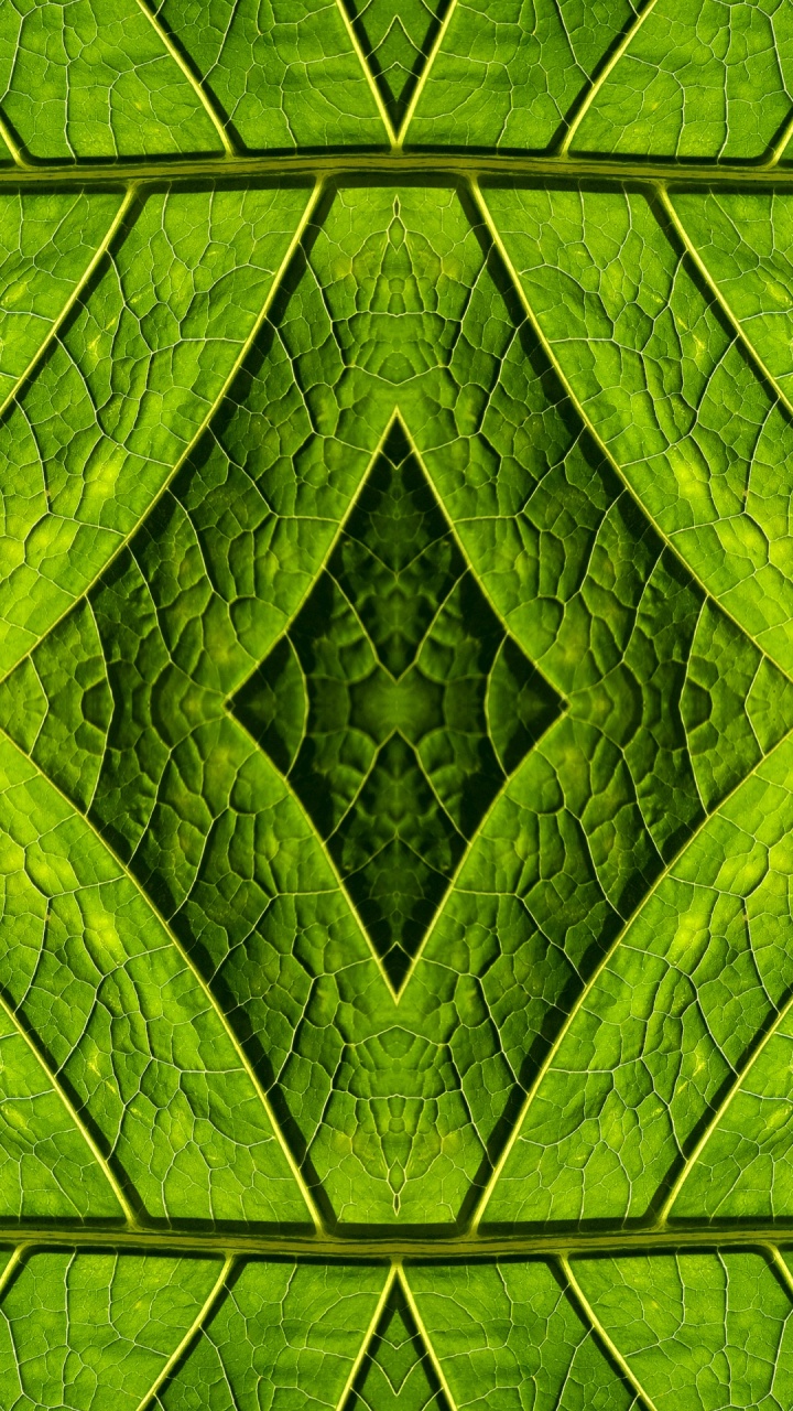 Обои лист, зеленый, узор, симметрия, семейство травы в разрешении 720x1280