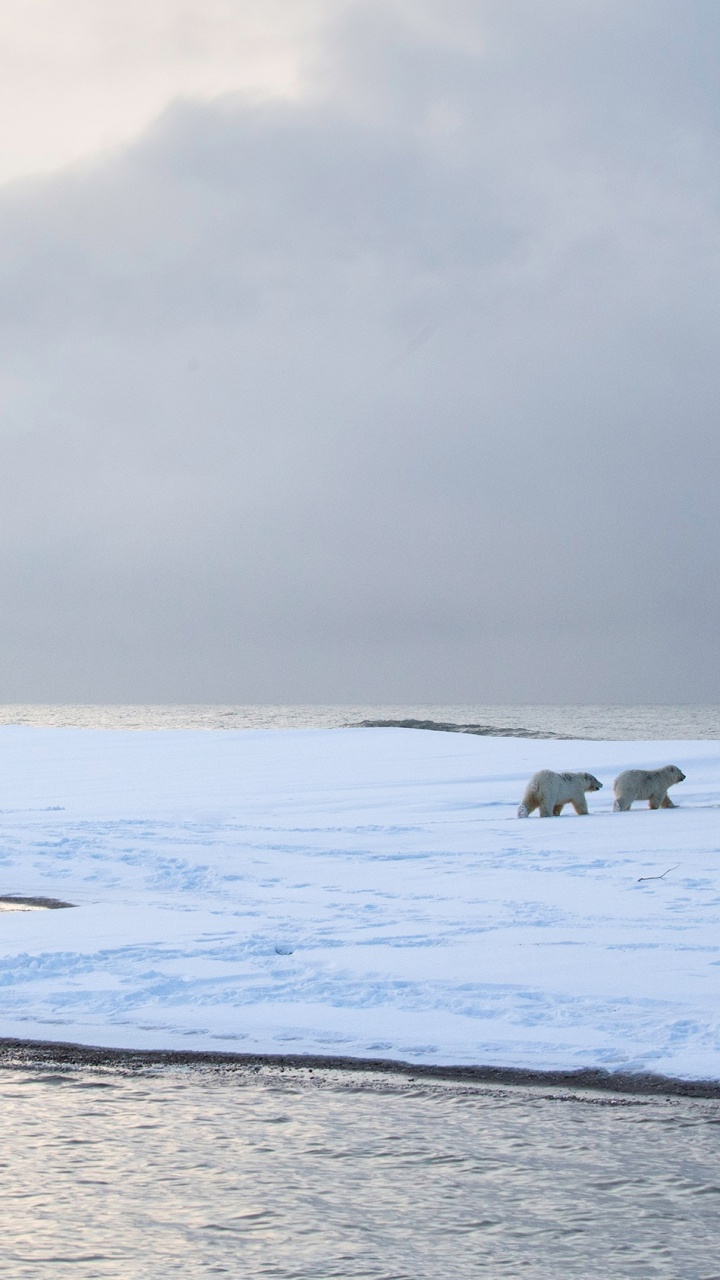 Обои море, Северный Ледовитый океан, природа, берег, океан в разрешении 720x1280