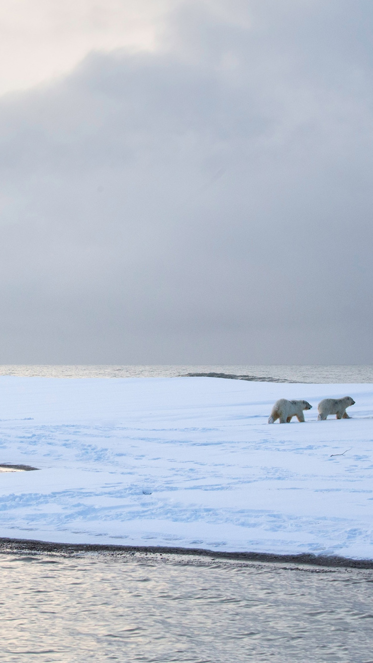 Обои море, Северный Ледовитый океан, природа, берег, океан в разрешении 750x1334