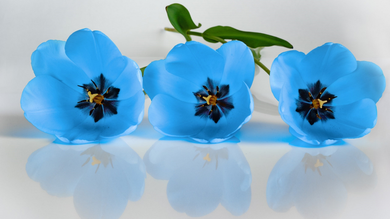 Обои цветок, тюльпаны, синий, растение, лепесток в разрешении 1366x768