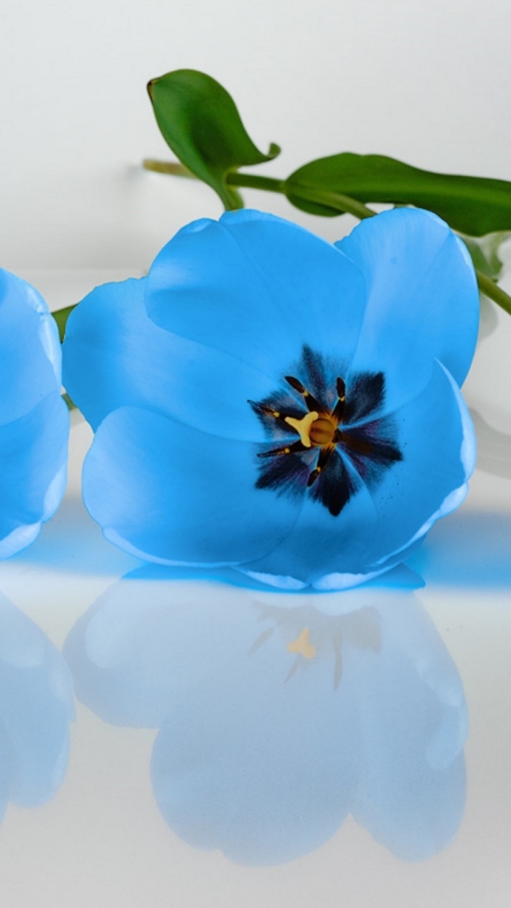 Обои цветок, тюльпаны, синий, растение, лепесток в разрешении 720x1280